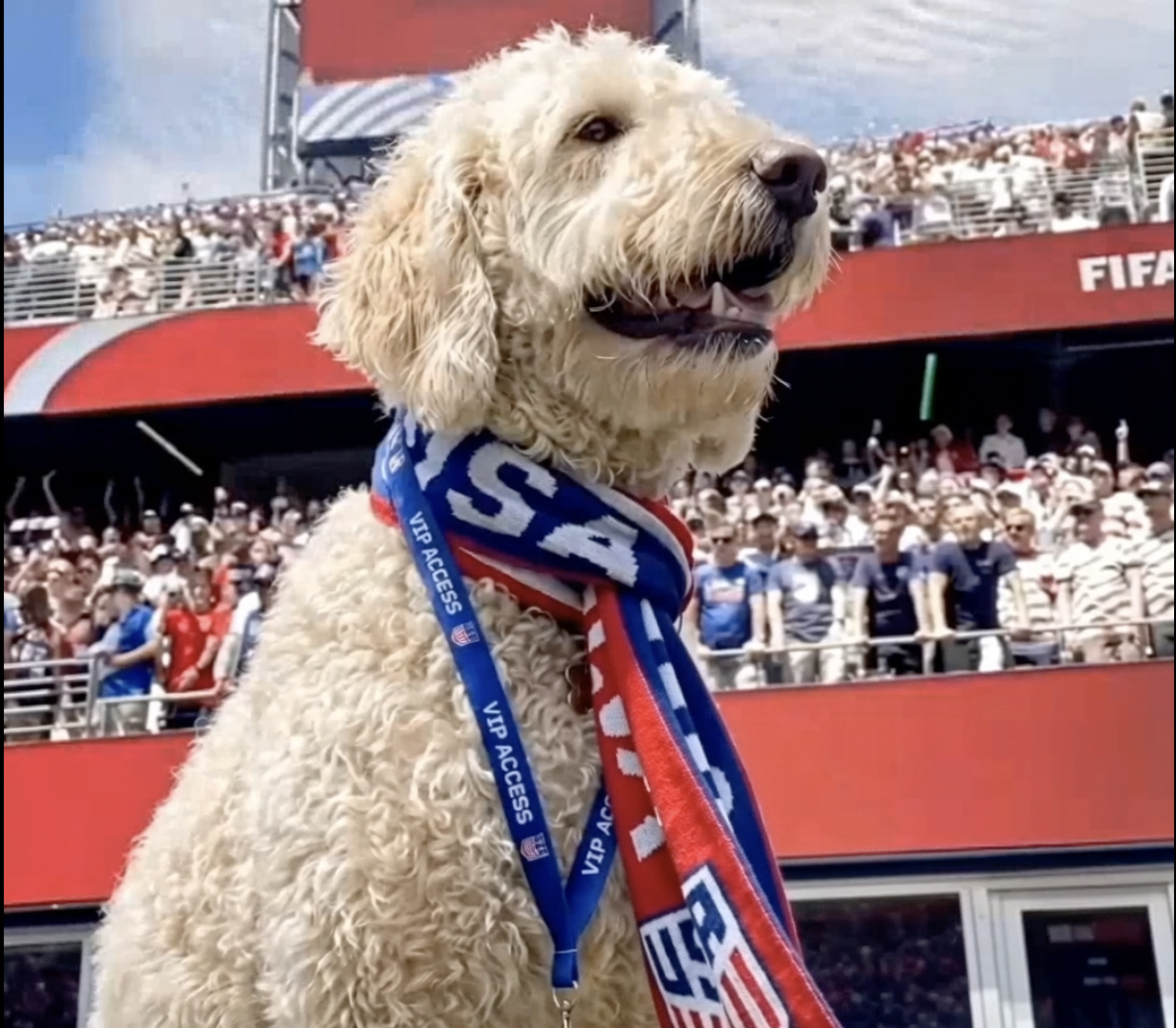 Sugar in a USA scarf at the World Cup